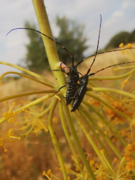 Cerambycidae dalla Gallura: Agapanthia irrorata